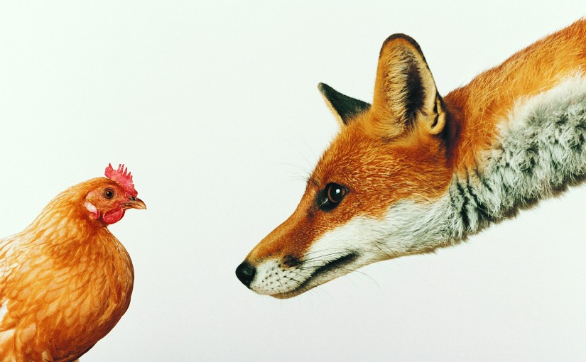 Fox In The Chicken Coop